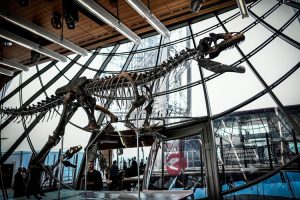 Esqueleto de dinossauro é vendido por mais de 8 milhões de reais na França